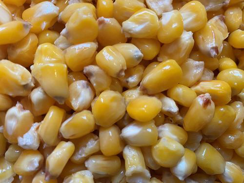 Graines Mais Cuit